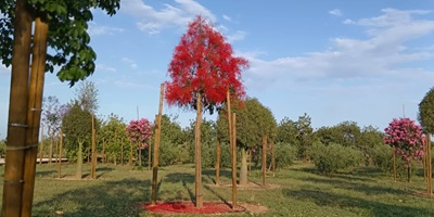 Mas Giri-jau