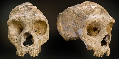 neandertals
