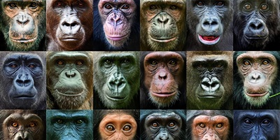 evolució evolució