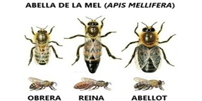 abelles 
