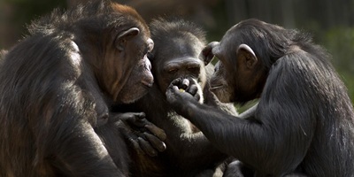 chimpances