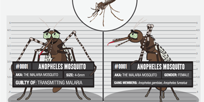 anopheles